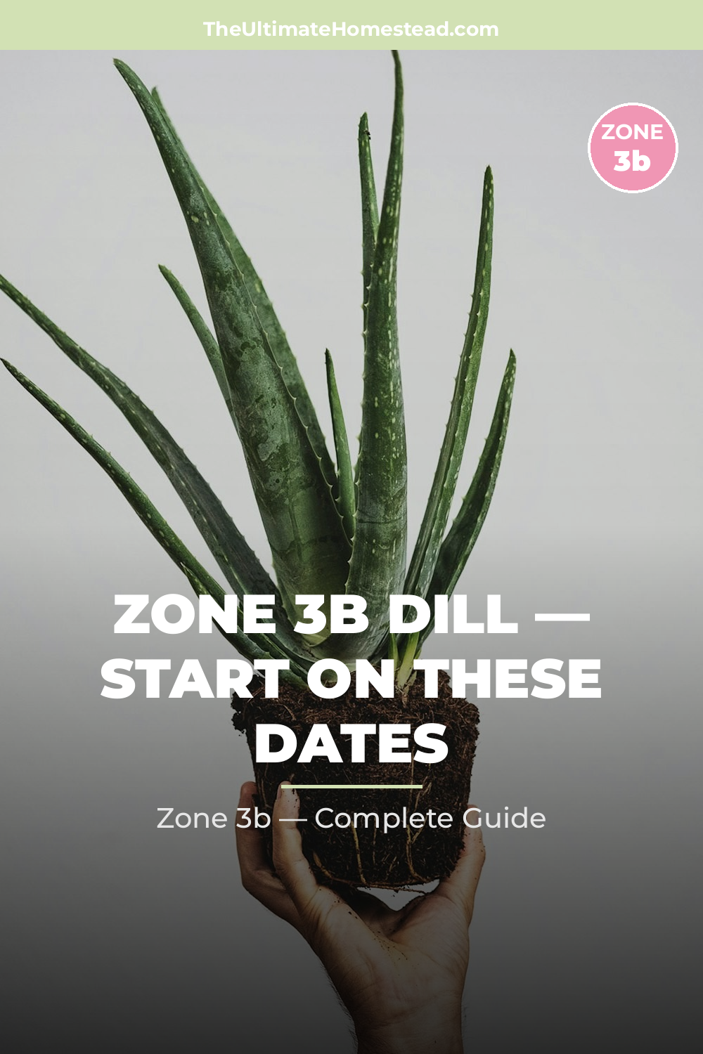 When to Plant Dill in Zone 3b