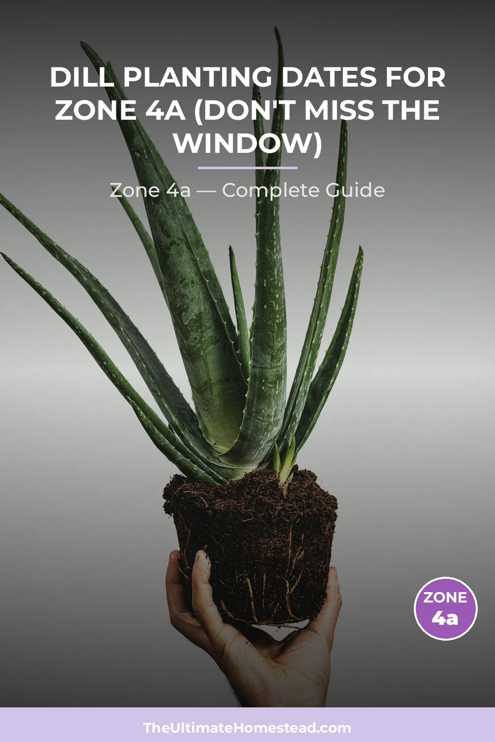 When to Plant Dill in Zone 4a