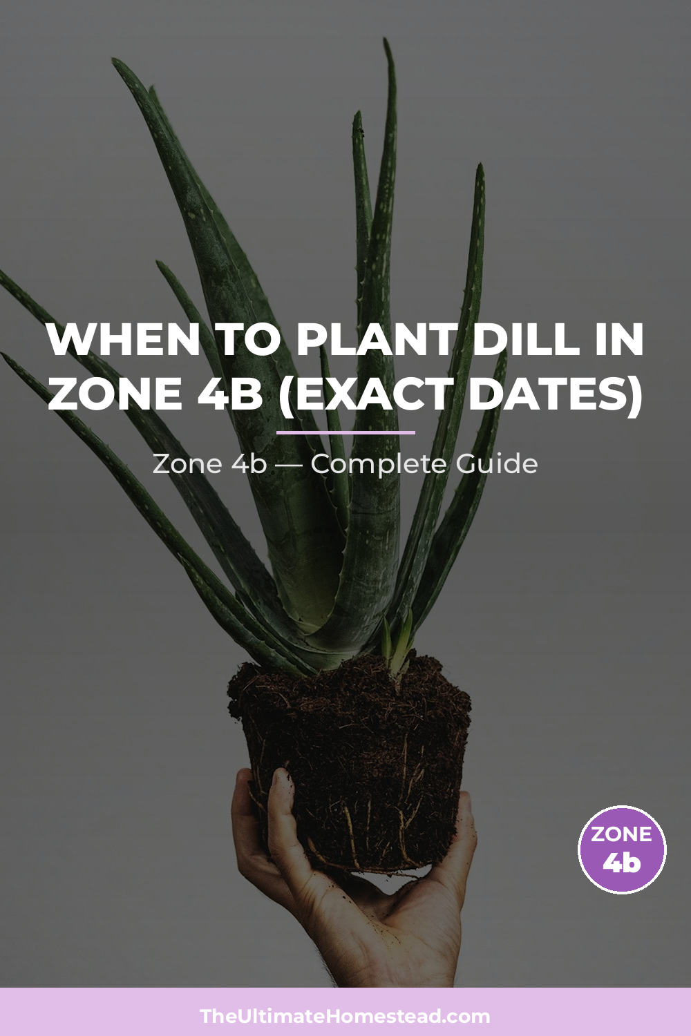 When to Plant Dill in Zone 4b