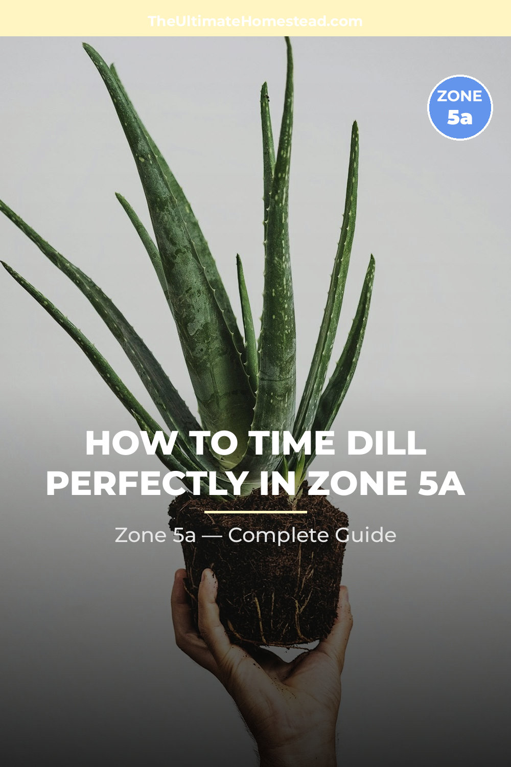 When to Plant Dill in Zone 5a