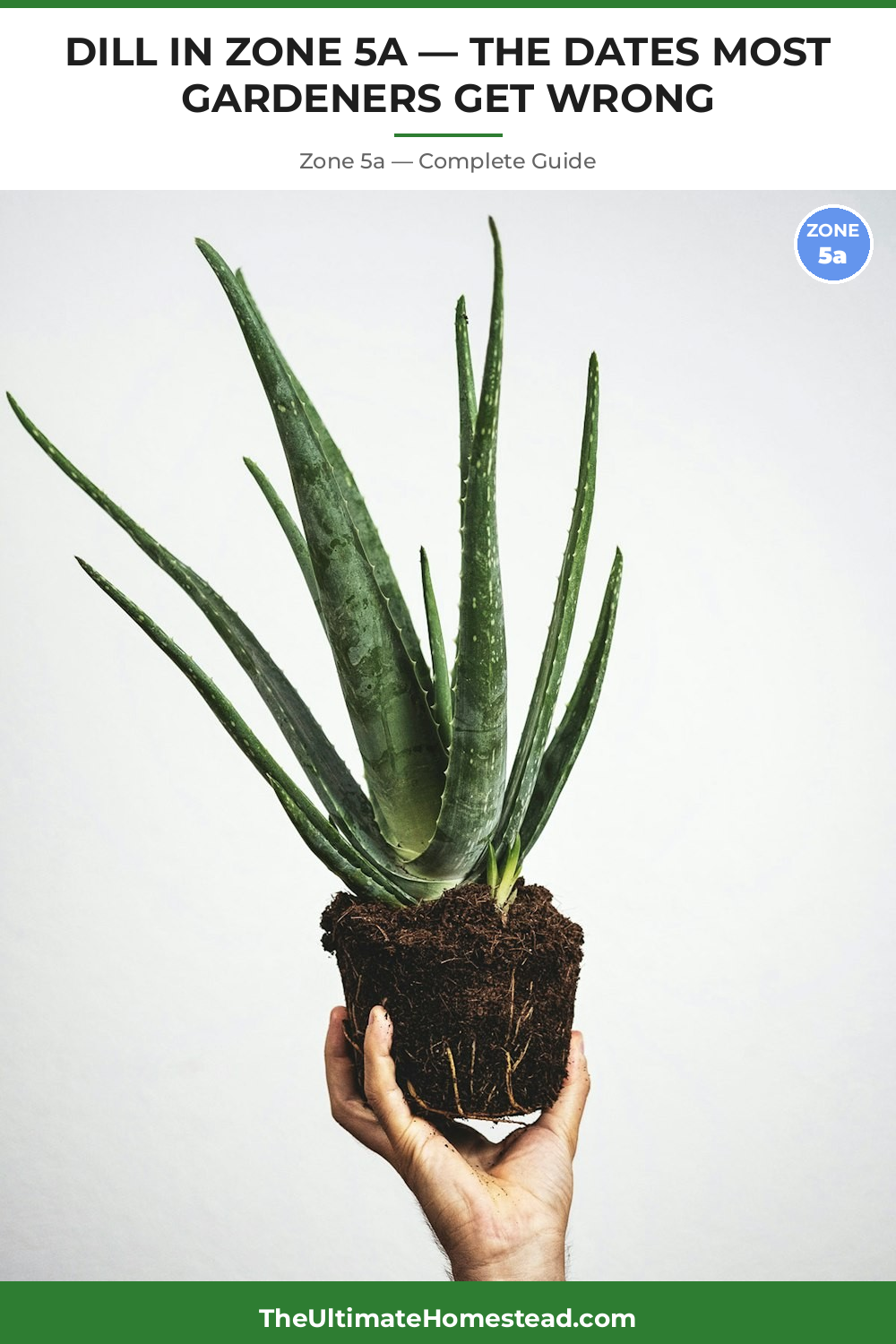 When to Plant Dill in Zone 5a