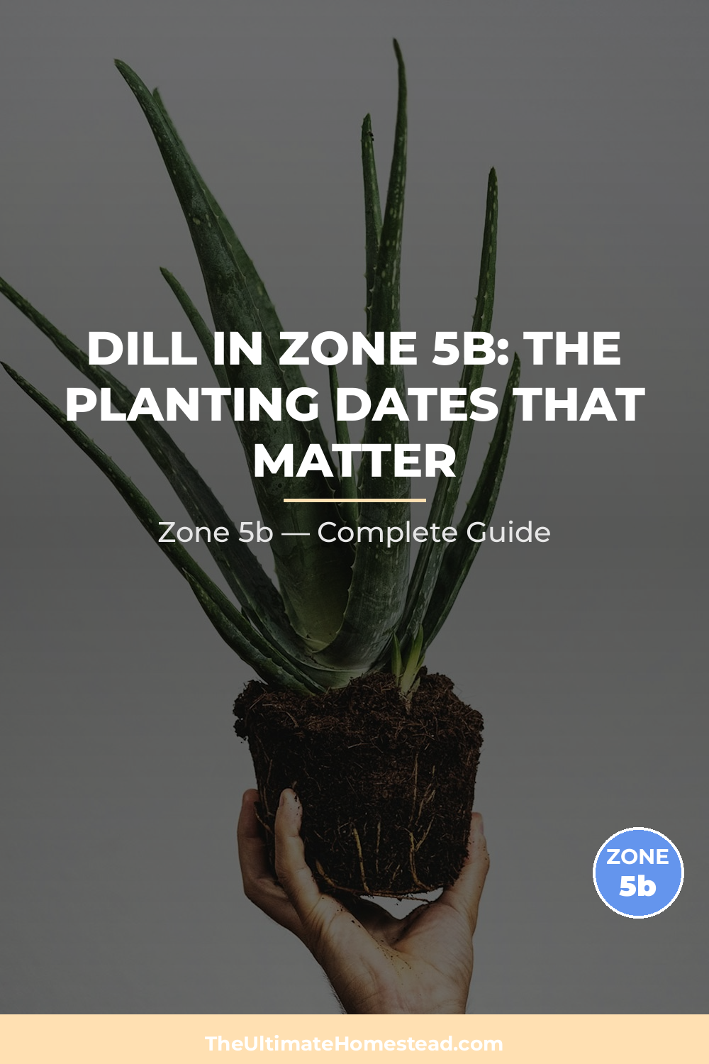 When to Plant Dill in Zone 5b