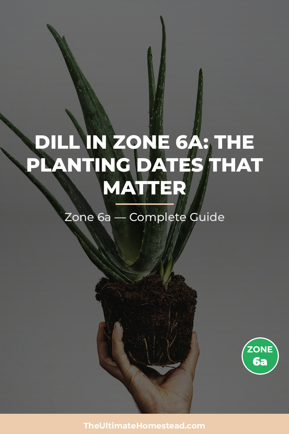 When to Plant Dill in Zone 6a