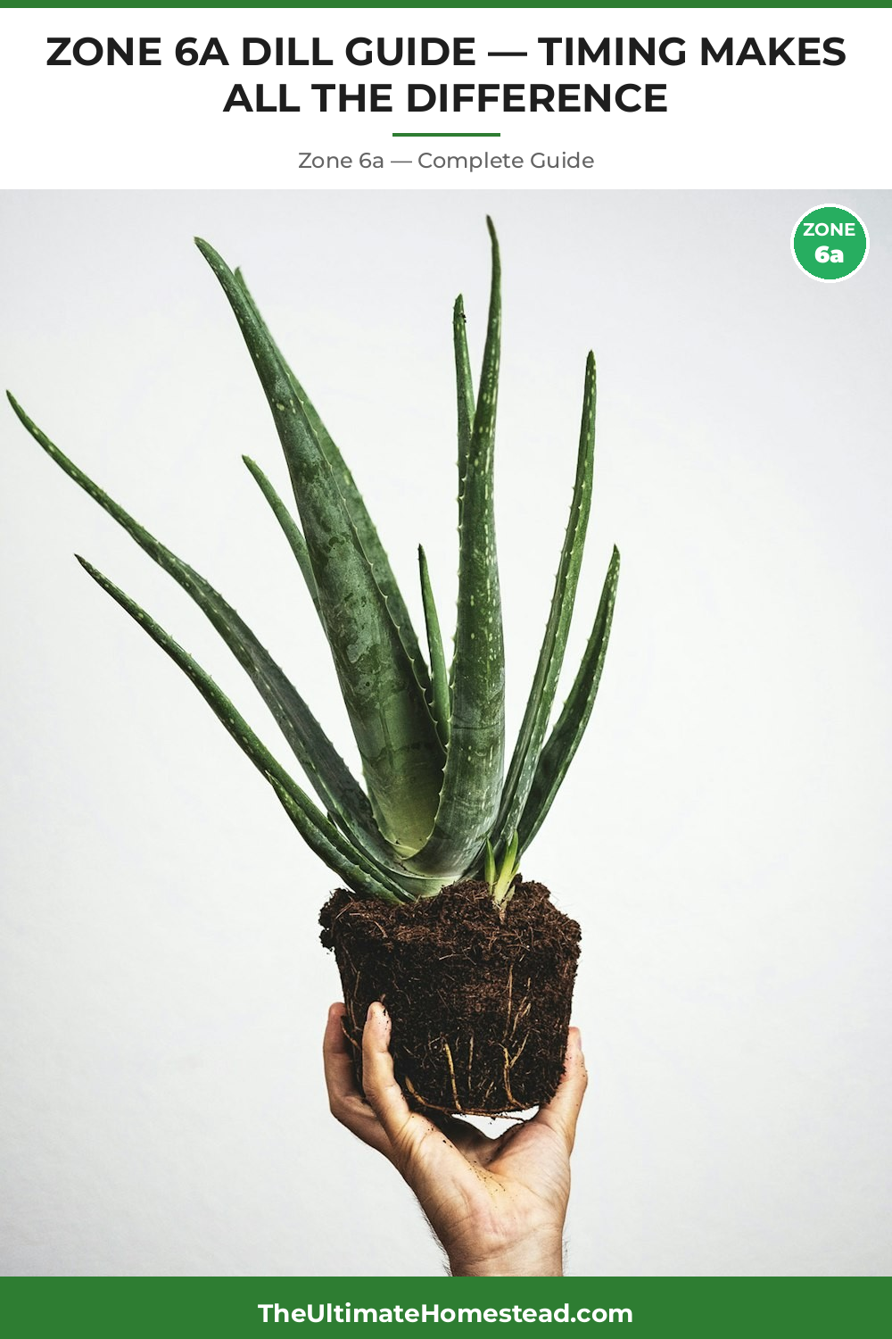 When to Plant Dill in Zone 6a