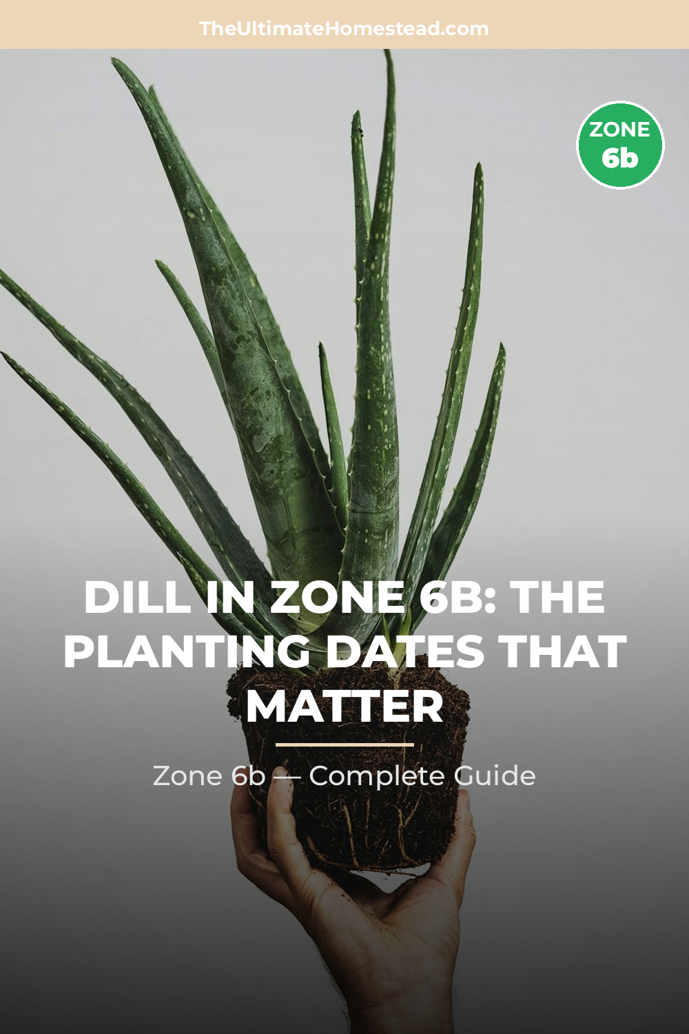 When to Plant Dill in Zone 6b