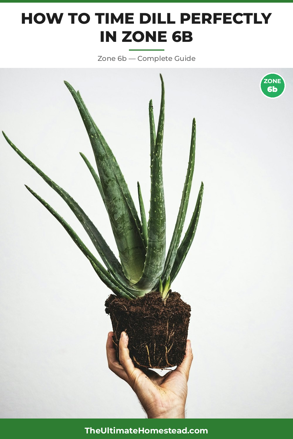 When to Plant Dill in Zone 6b