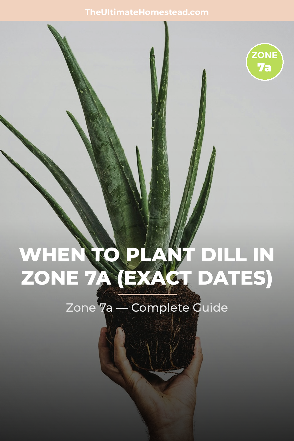 When to Plant Dill in Zone 7a