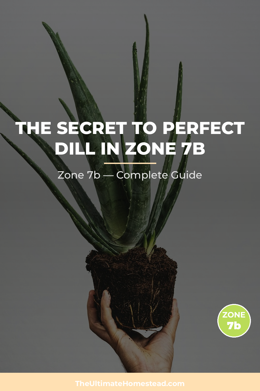 When to Plant Dill in Zone 7b