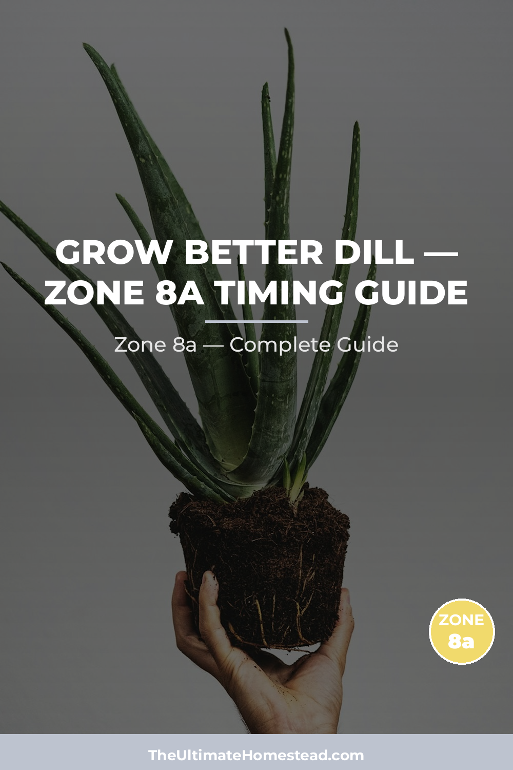 When to Plant Dill in Zone 8a