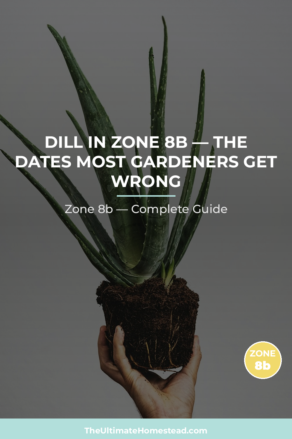 When to Plant Dill in Zone 8b