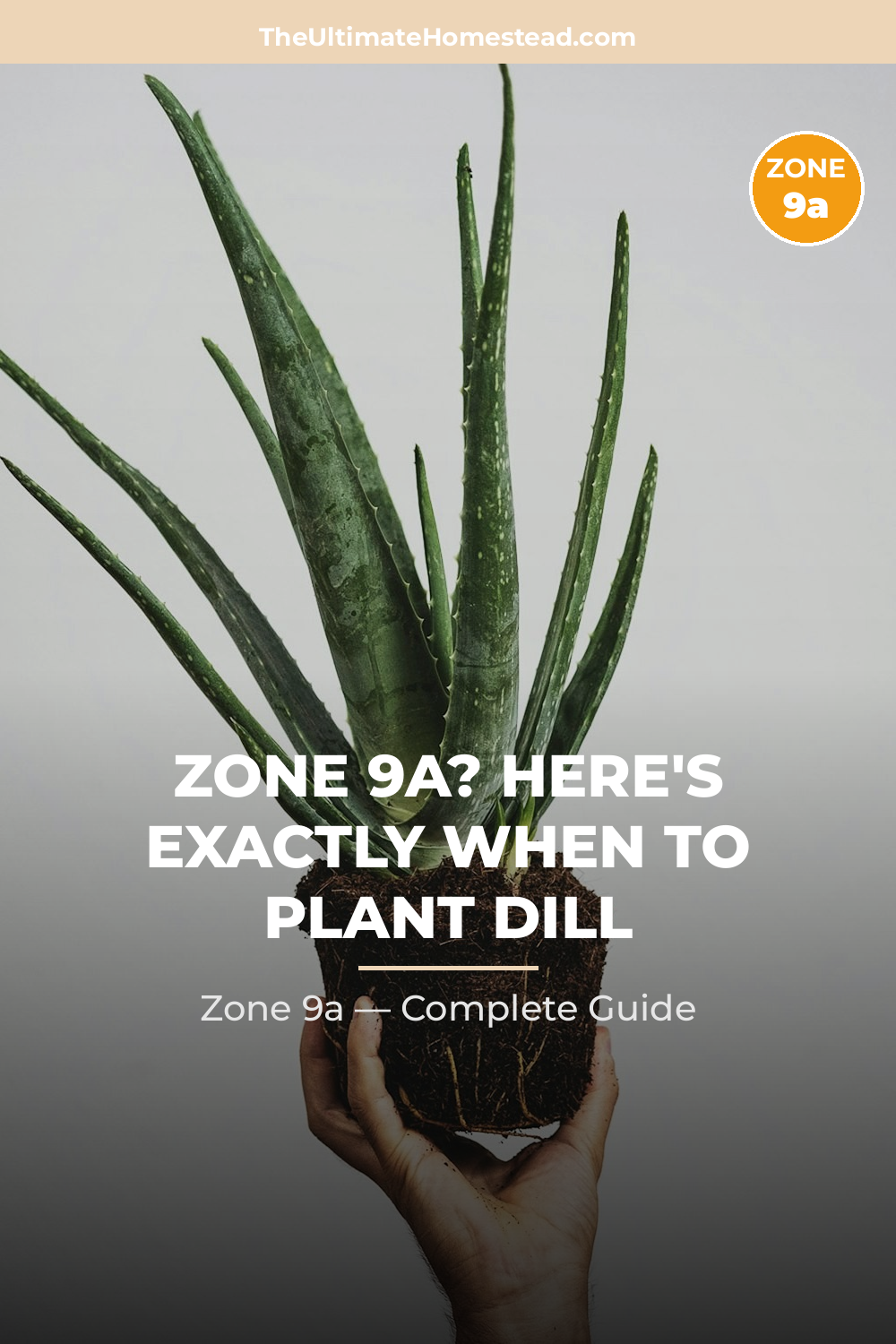 When to Plant Dill in Zone 9a