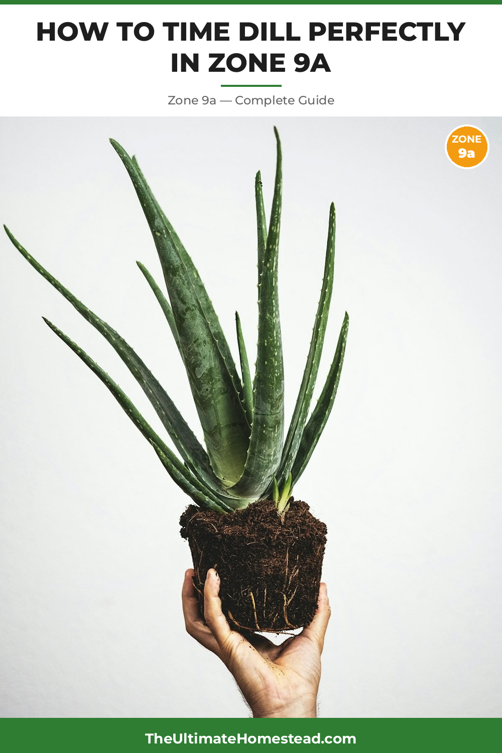 When to Plant Dill in Zone 9a