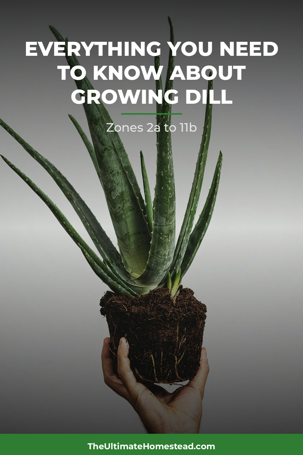 Dill Planting Guide
