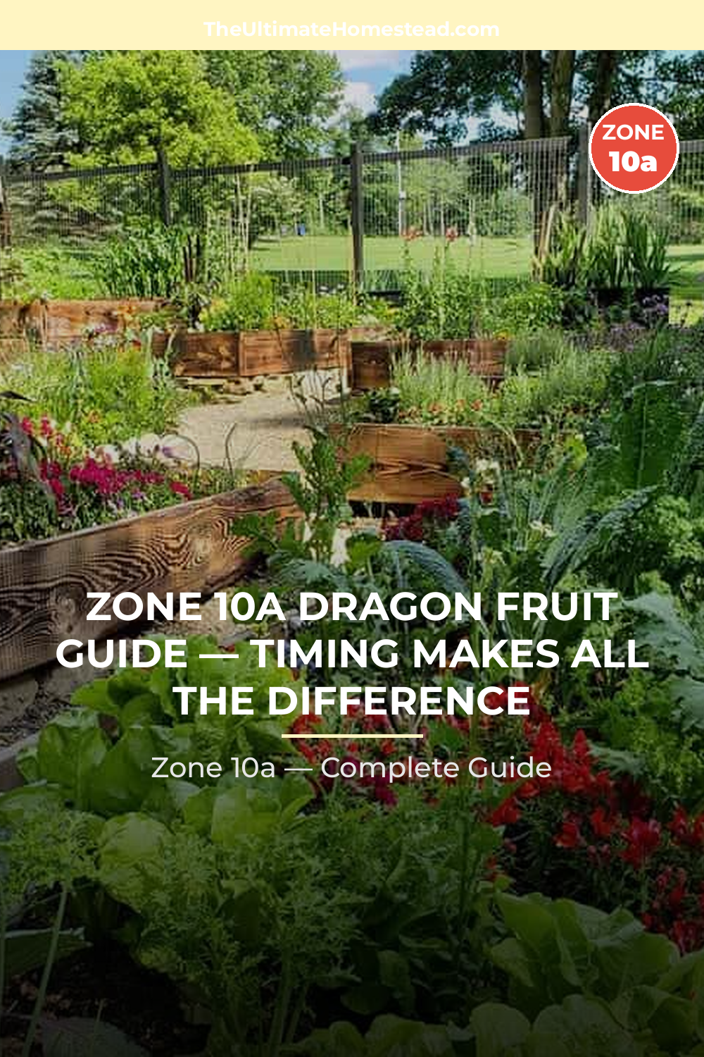 When to Plant Dragon Fruit in Zone 10a