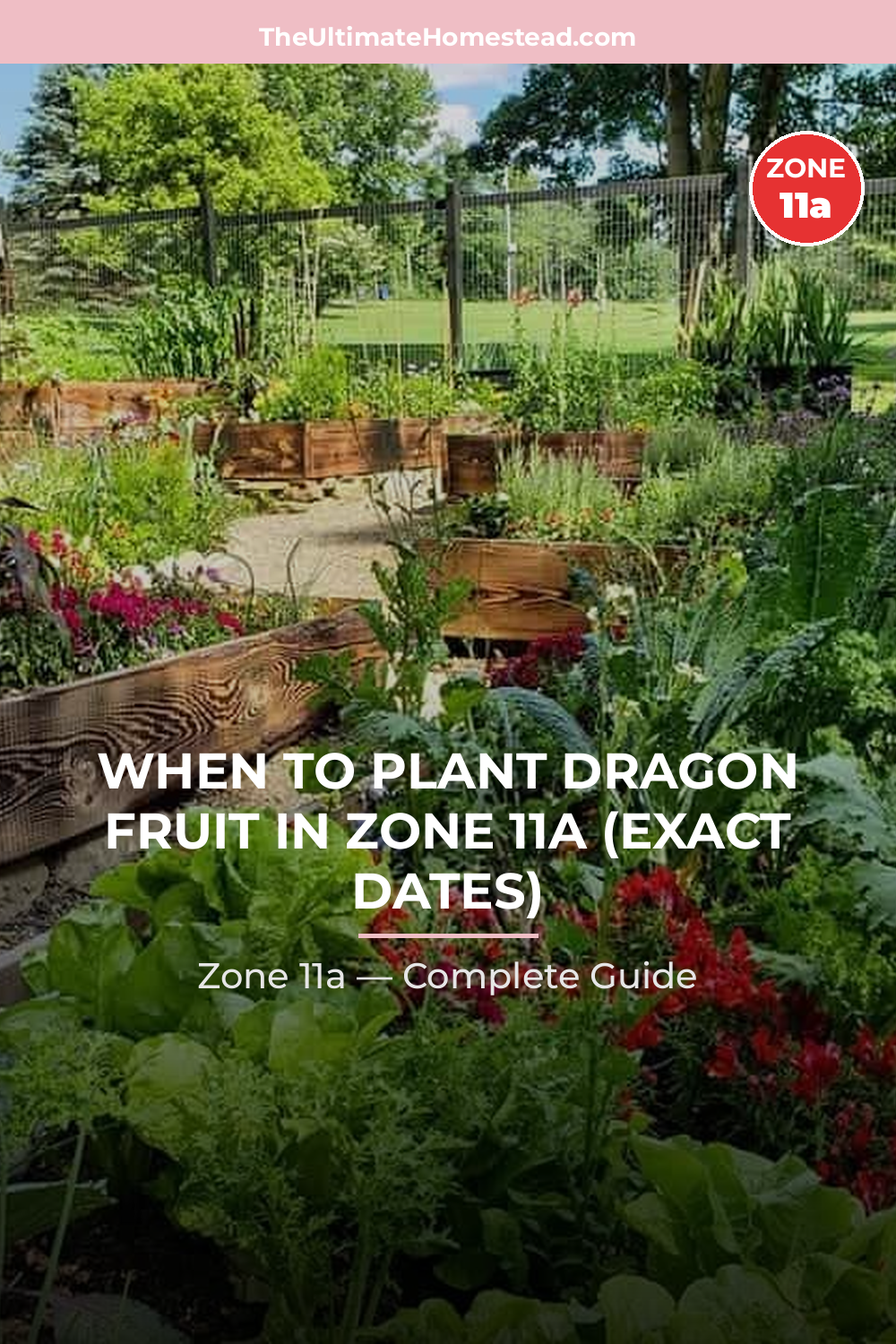 When to Plant Dragon Fruit in Zone 11a