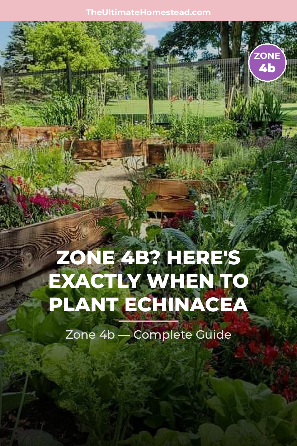 When to Plant Echinacea in Zone 4b