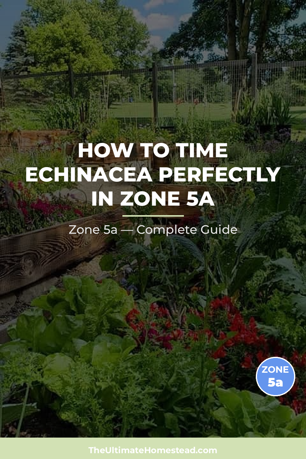 When to Plant Echinacea in Zone 5a
