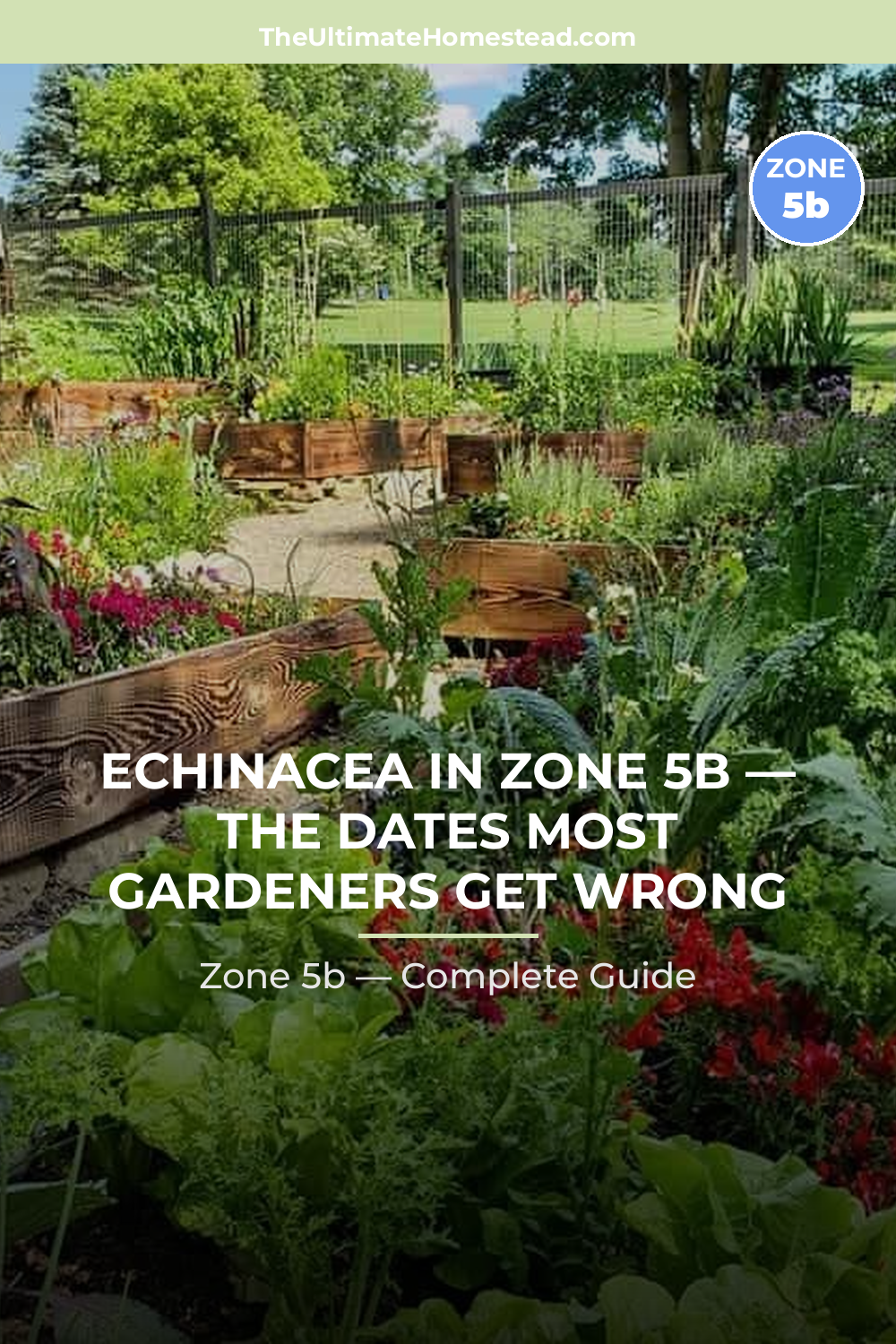 When to Plant Echinacea in Zone 5b