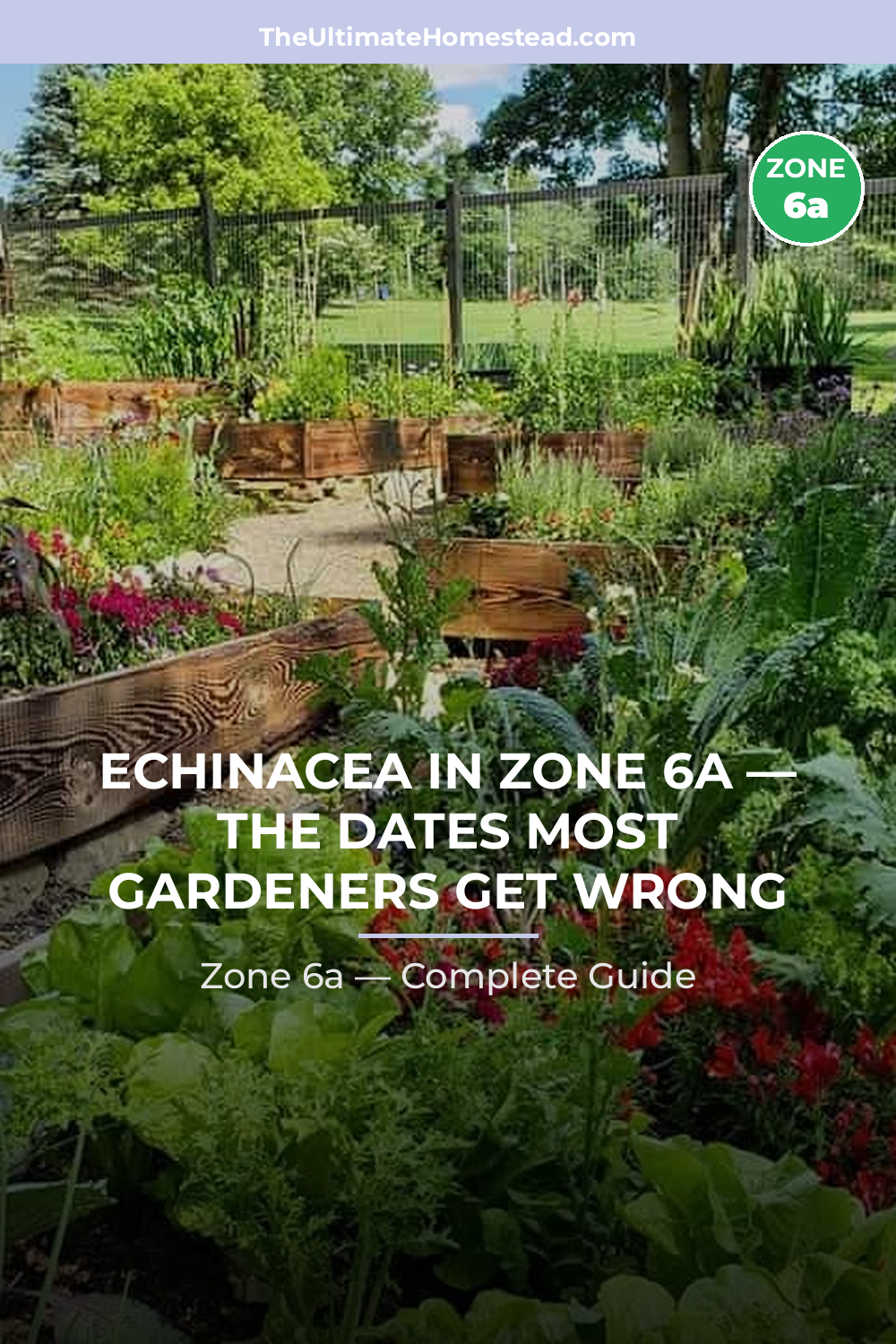 When to Plant Echinacea in Zone 6a