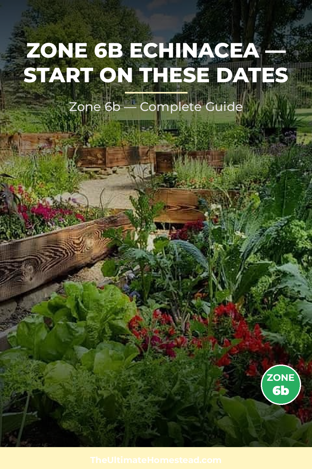 When to Plant Echinacea in Zone 6b