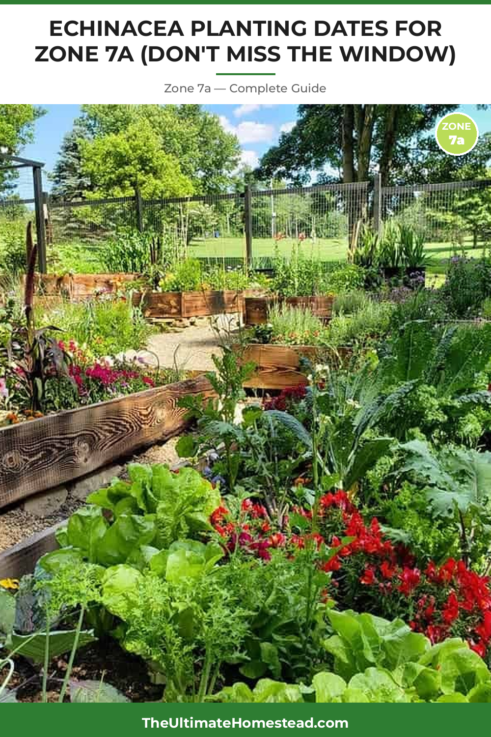 When to Plant Echinacea in Zone 7a