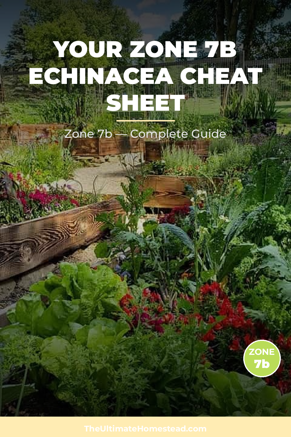 When to Plant Echinacea in Zone 7b