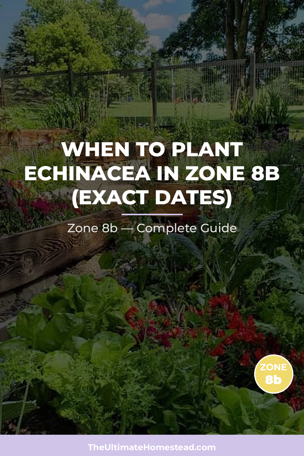 When to Plant Echinacea in Zone 8b