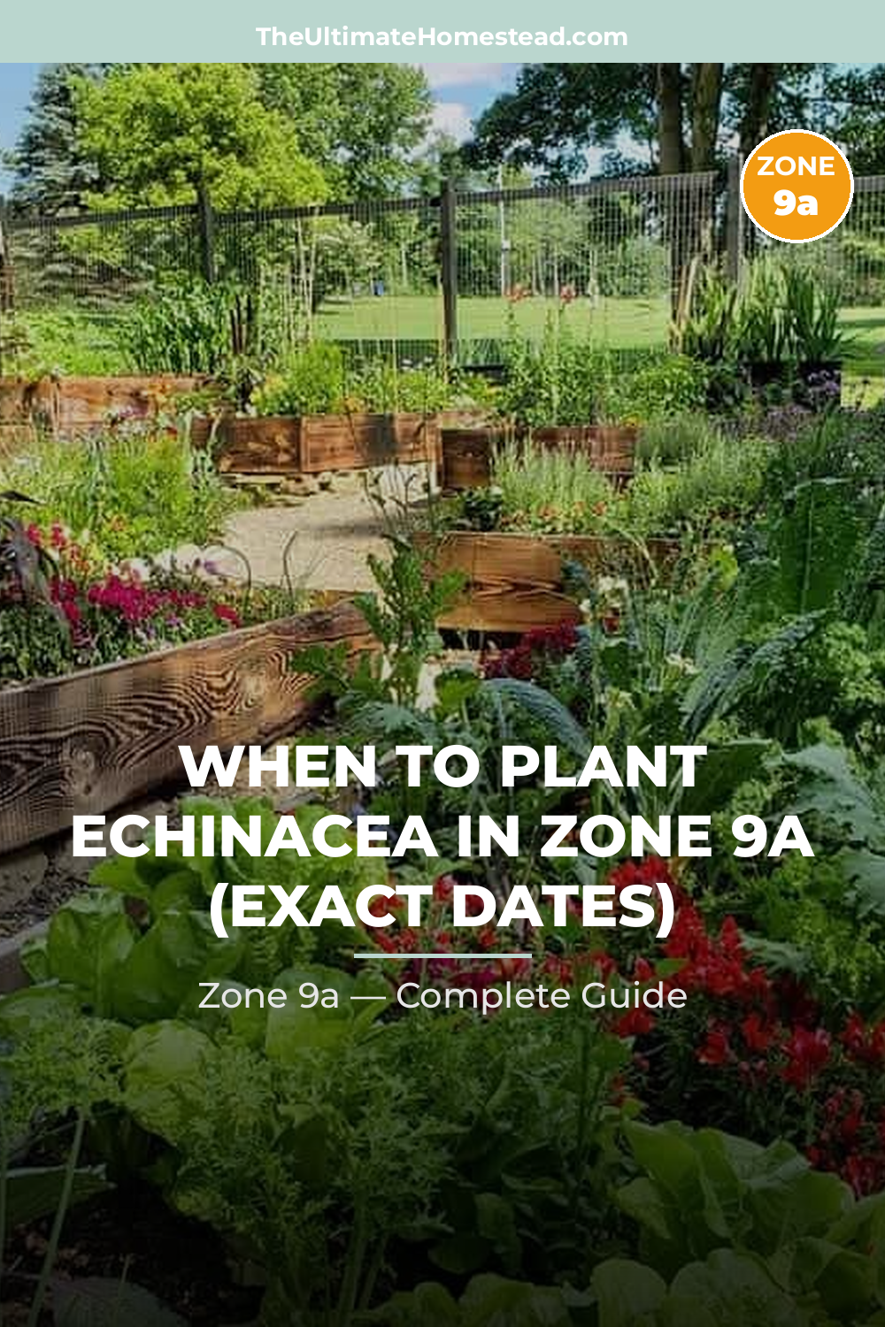 When to Plant Echinacea in Zone 9a