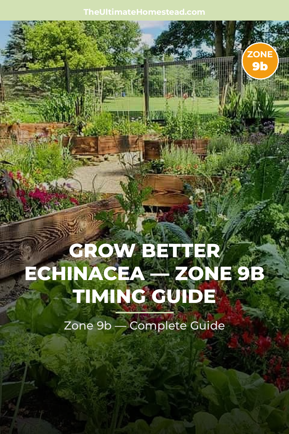 When to Plant Echinacea in Zone 9b