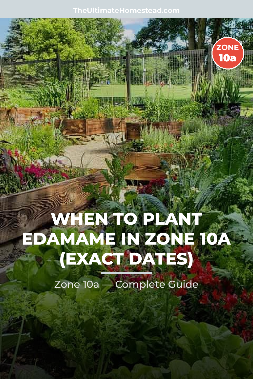 When to Plant Edamame in Zone 10a