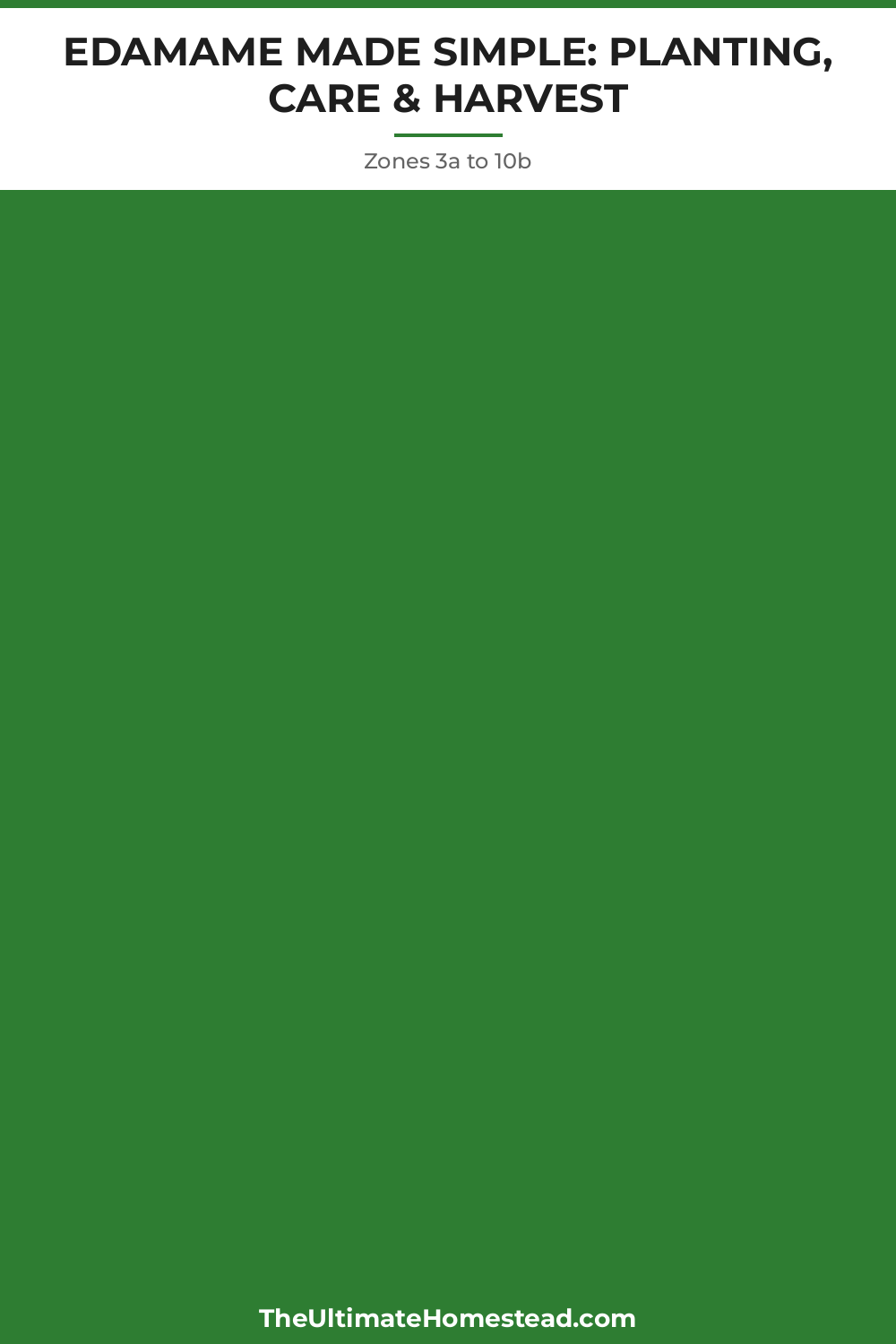 Edamame Planting Guide
