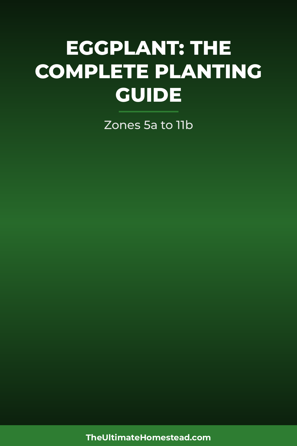 Eggplant Planting Guide