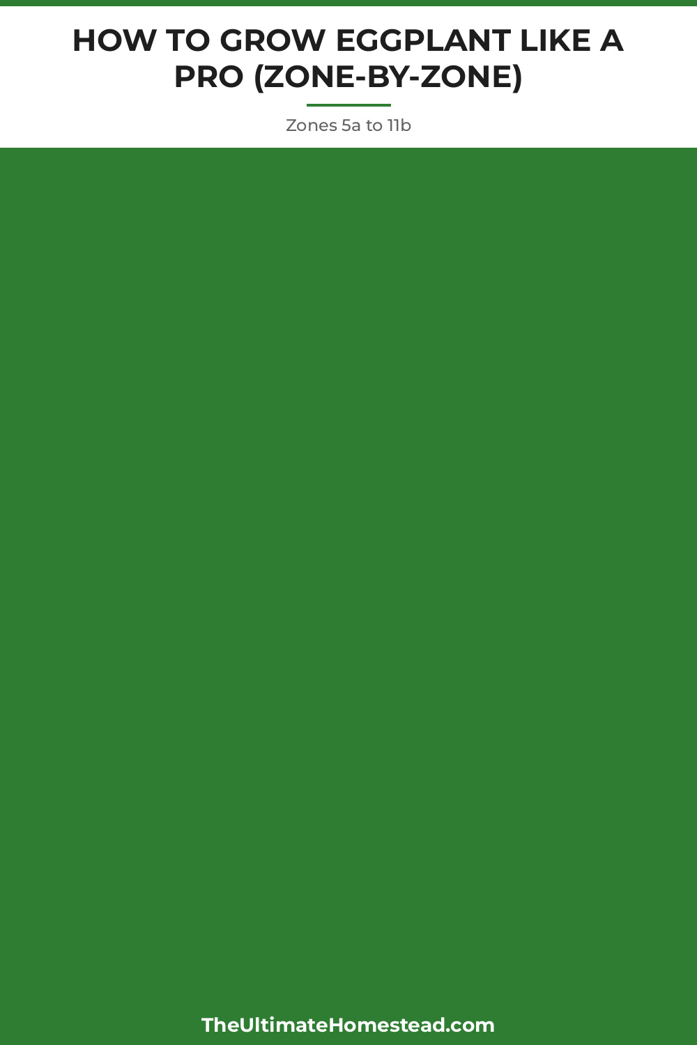 Eggplant Planting Guide