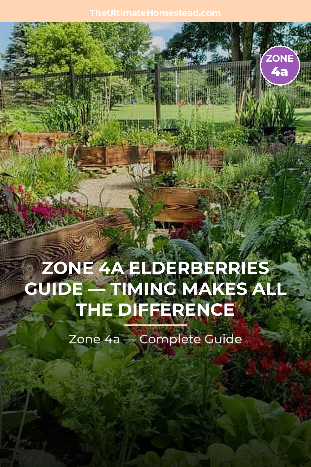 When to Plant Elderberries in Zone 4a