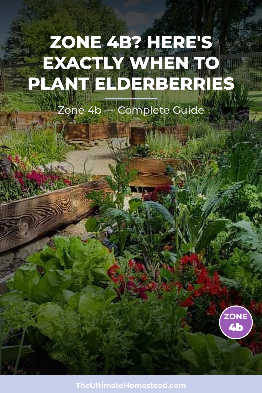 When to Plant Elderberries in Zone 4b