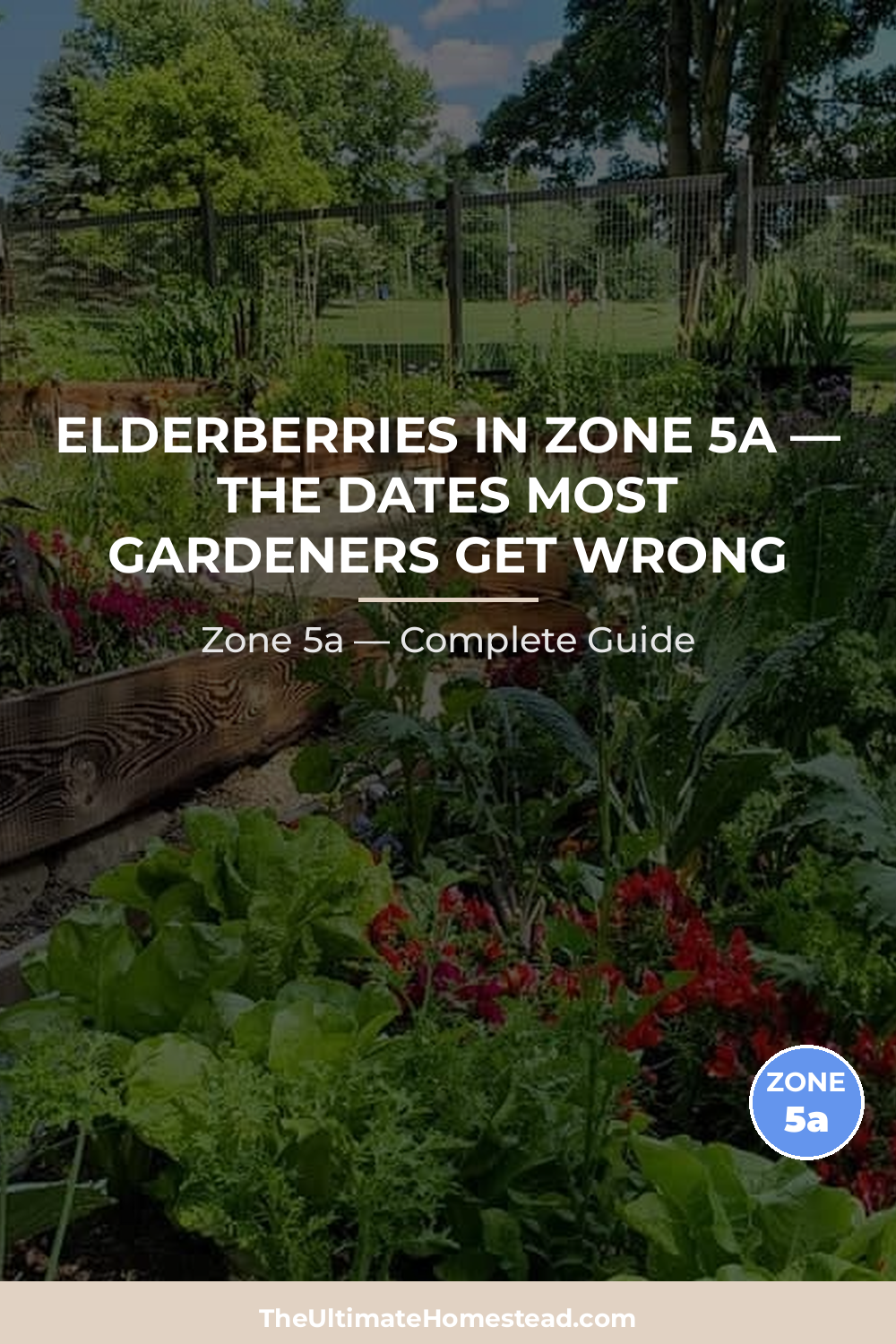 When to Plant Elderberries in Zone 5a