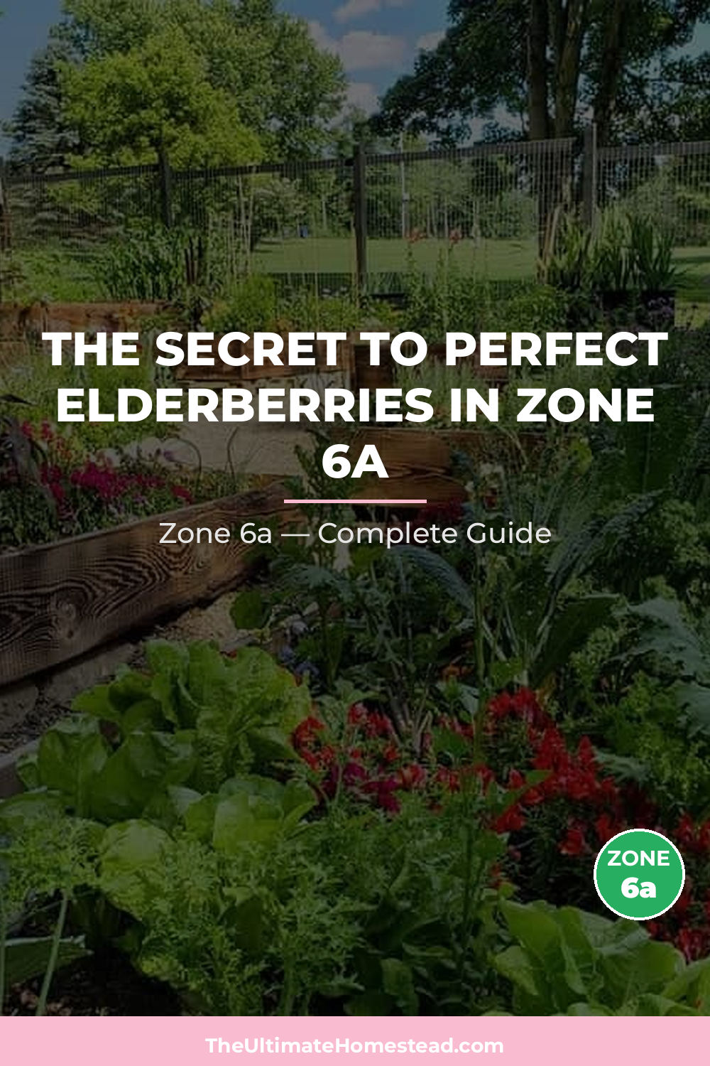 When to Plant Elderberries in Zone 6a