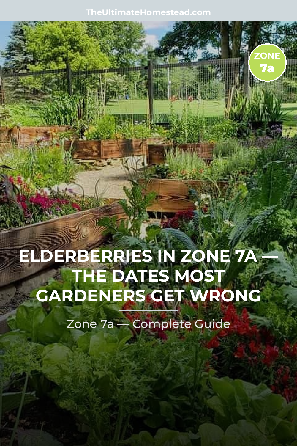 When to Plant Elderberries in Zone 7a