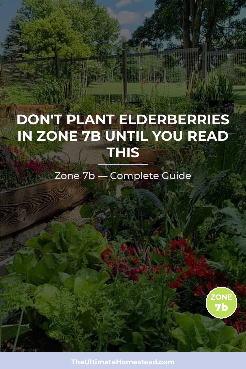 When to Plant Elderberries in Zone 7b