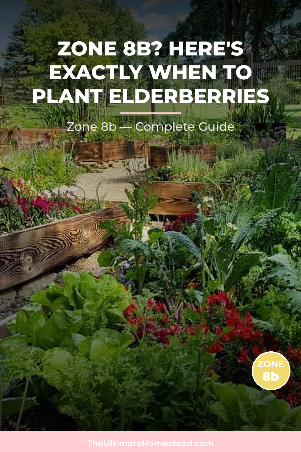 When to Plant Elderberries in Zone 8b