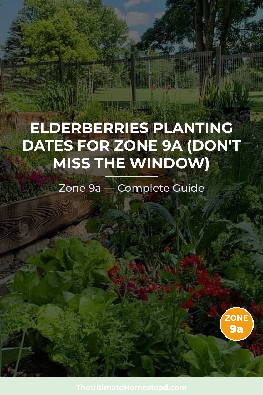 When to Plant Elderberries in Zone 9a
