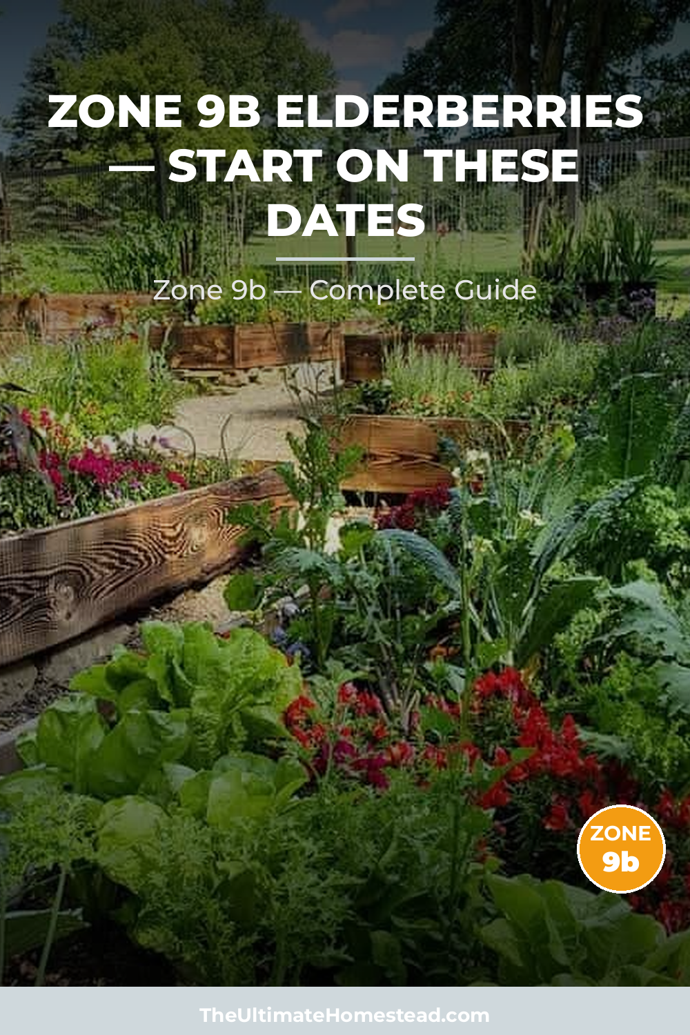 When to Plant Elderberries in Zone 9b
