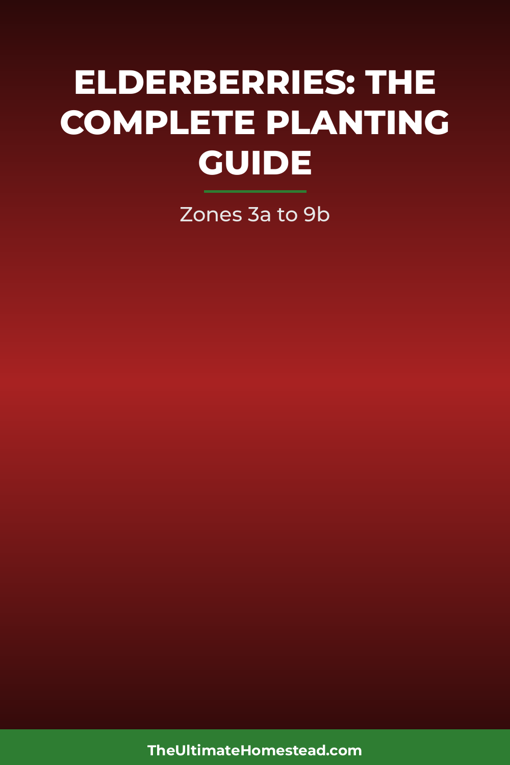 Elderberries Planting Guide