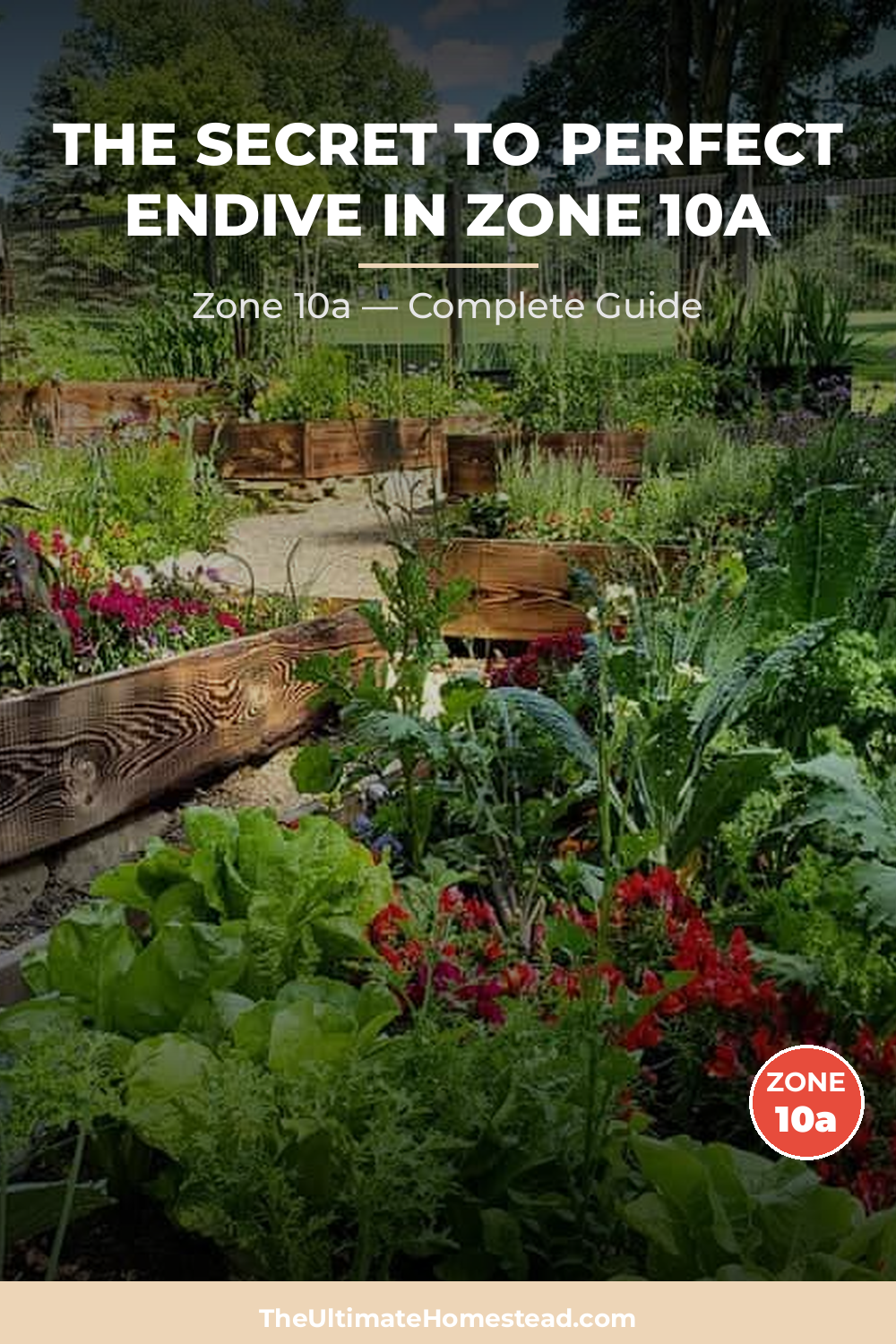 When to Plant Endive in Zone 10a