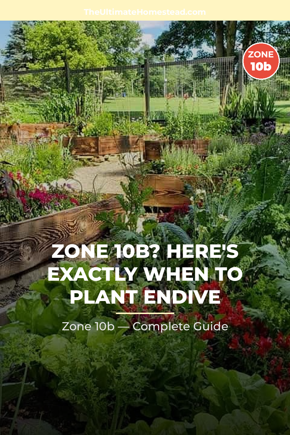 When to Plant Endive in Zone 10b