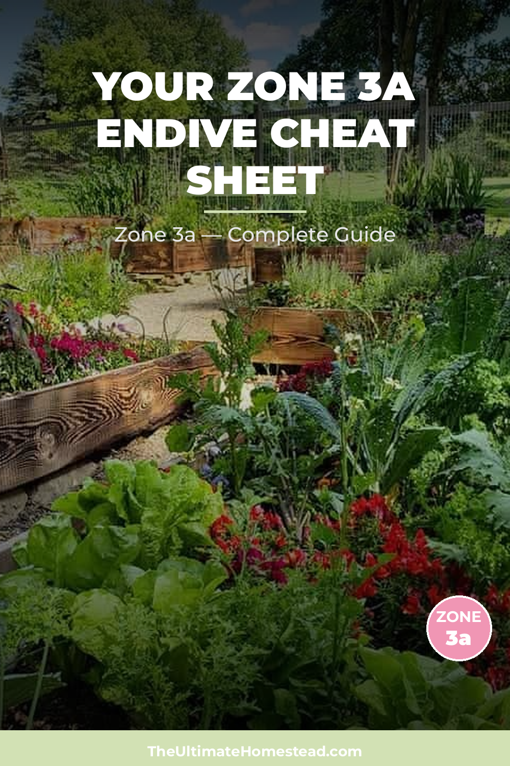 When to Plant Endive in Zone 3a