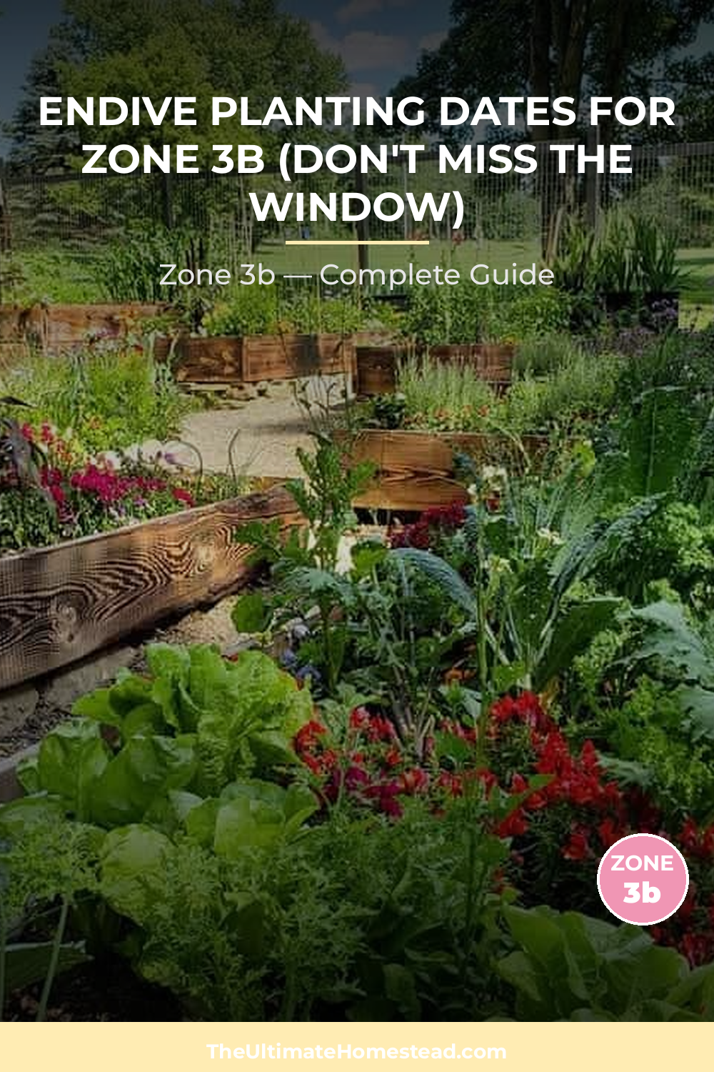 When to Plant Endive in Zone 3b