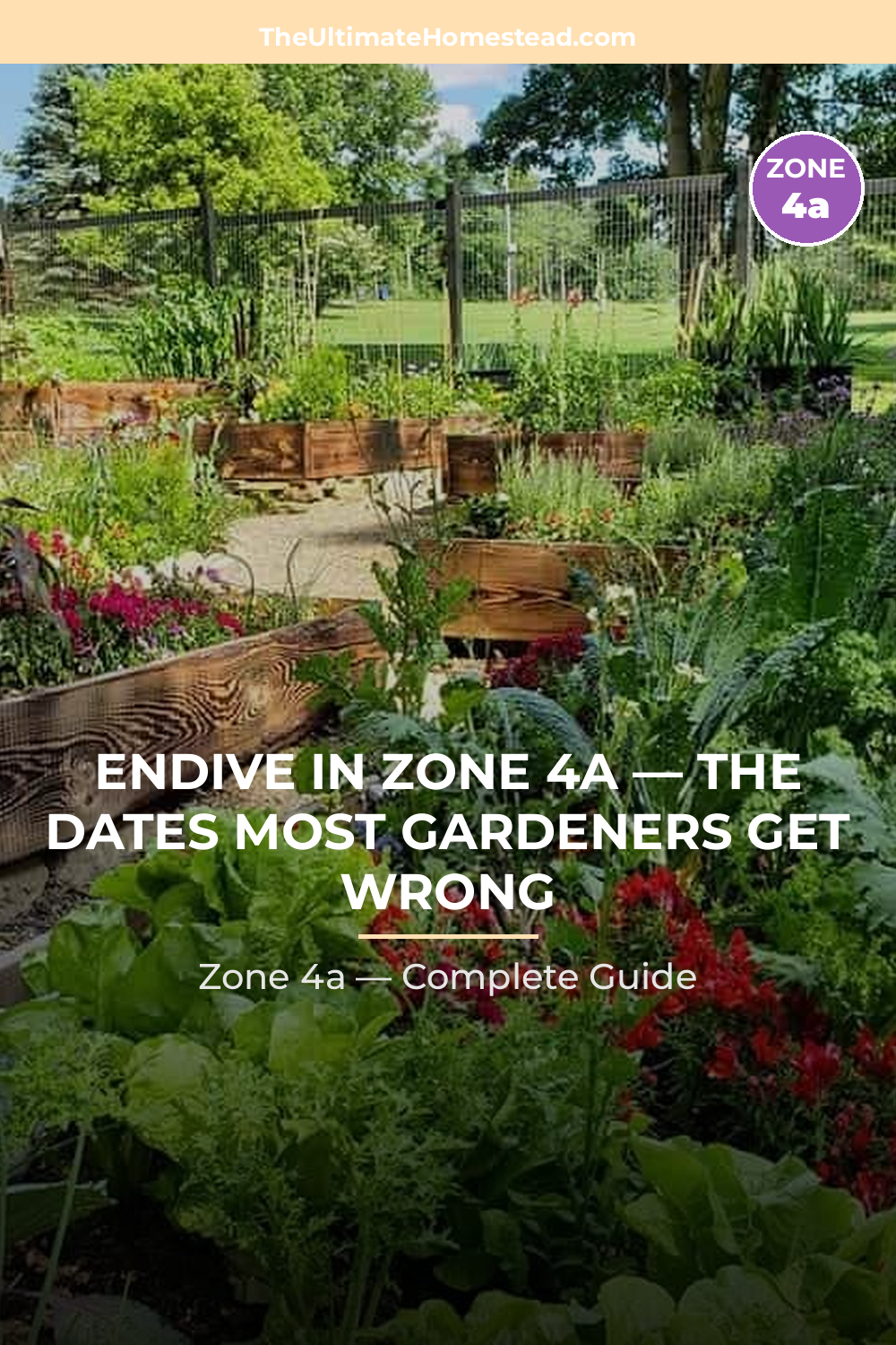 When to Plant Endive in Zone 4a