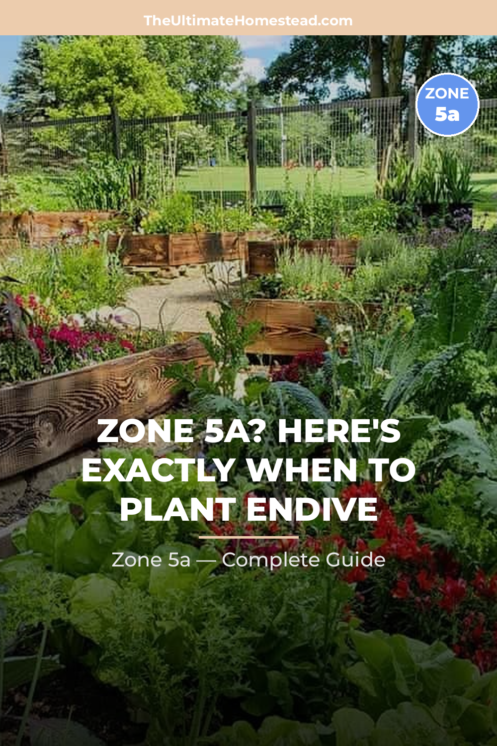When to Plant Endive in Zone 5a