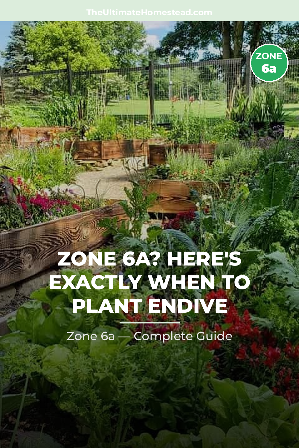 When to Plant Endive in Zone 6a